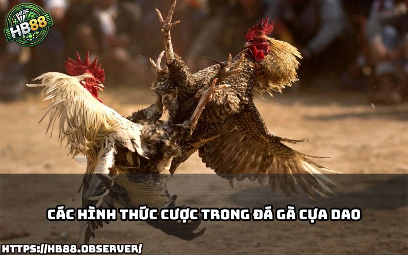 Tham khảo ngay các kèo hấp dẫn trong đá gà cựa dao, độc quyền chỉ có tại HB88