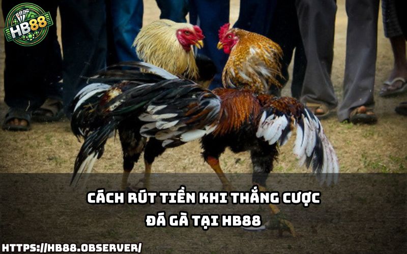 Hướng dẫn rút tiền siêu nhanh sau khi thắng kèo đá gà cựa dao tại sàn cược HB88