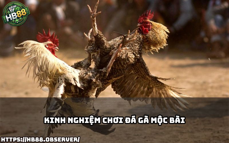 Bỏ túi mẹo chơi đá gà mộc bài hiệu quả tại HB88 giúp bạn tăng tỷ lệ thắng nhanh chóng