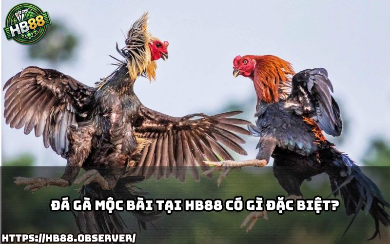 Khám phá điểm nổi bật khi chơi đá gà mộc bài tại HB88 – Hình ảnh chân thực, nạp rút siêu nhanh